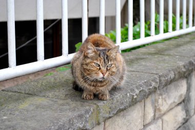 Huysuz kedi yemek arıyor İstanbul.