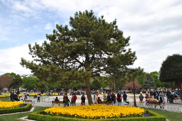 Grande Pino Istanbul — Foto Stock