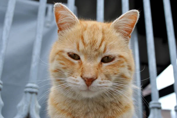 Červená Kočka Dívá Kameru — Stock fotografie