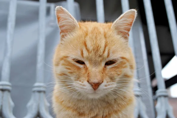 Gato Rojo Sin Hogar Está Resbalando — Foto de Stock