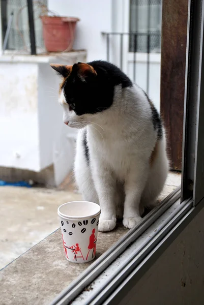Cat Está Mirando Afuera Estambul Turquía — Foto de Stock