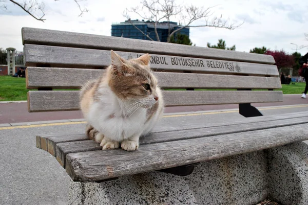 Gato Turco Enojado Banco Estambul — Foto de Stock