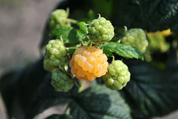 Yellow raspberries — Stock Photo, Image