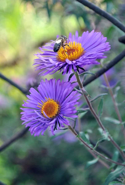 Violet flowers and bee — Stock Photo, Image