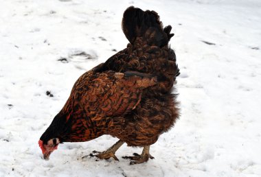 gıda arayışında tavuk