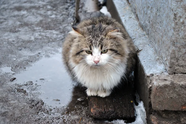 Gato está sentado en el patio en invierno — Foto de Stock