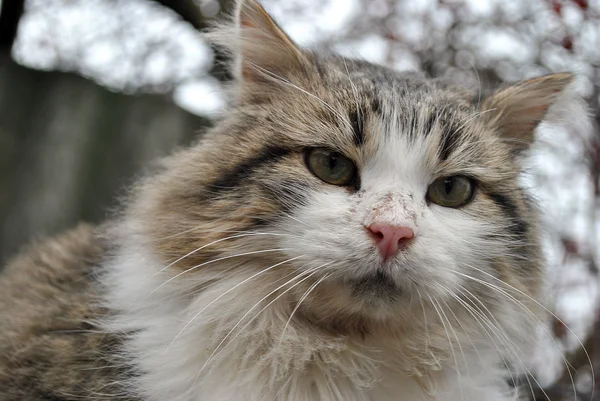 Gato serio está mirando a la cámara — Foto de Stock