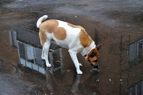 Hund trinkt aus Pfütze — Stockfoto