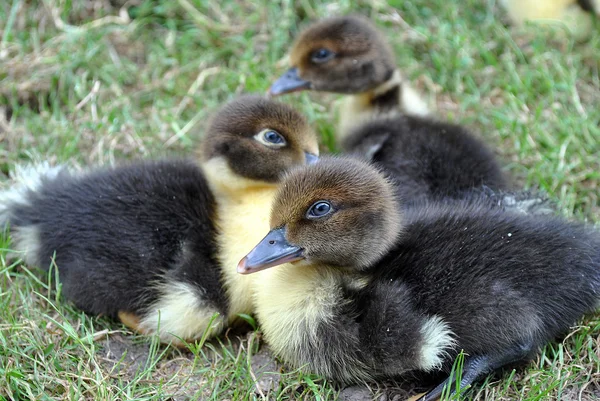 Little ducks looking ay camera — Stock Photo, Image