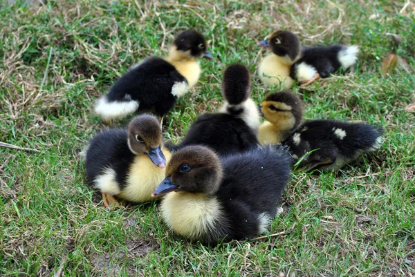 Little ducks on the grass — Stock Photo, Image