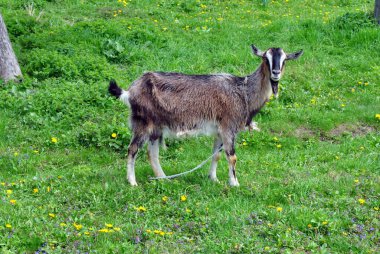 yeşil çayır keçi
