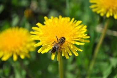 Sarı çiçekli arı.
