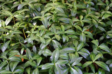 Bitkilerin yeşil yaprakları                               