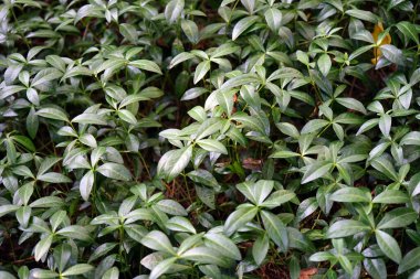 Yeşil yapraklar, doğal arka plan.                               