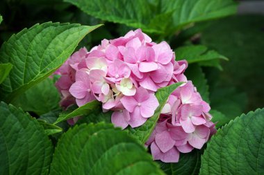  Parkta pembe bir çiçek                              