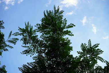 Ağaç yapraklarının silueti                               