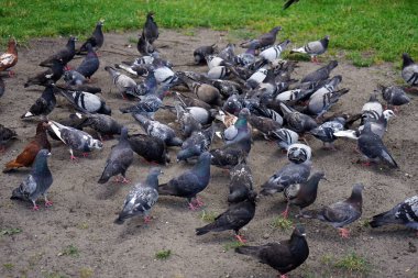 Parktaki bir grup güvercin