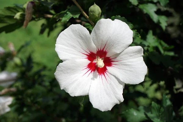 Bahçedeki beyaz amber çiçeği