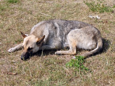 Üzgün sarı köpek