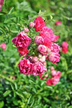 Gül önümüzdeki, Ukraynalı yaz