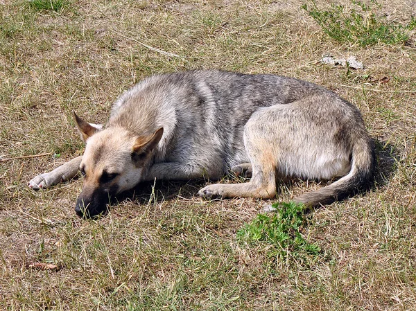 Triste perro amarillo —  Fotos de Stock