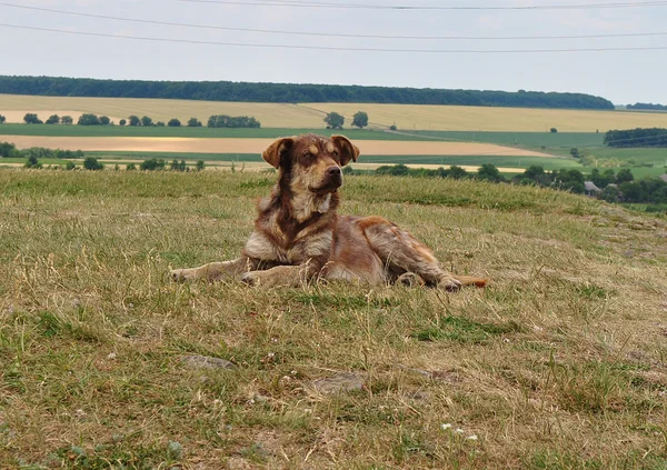 Starý pes leží na trávě — Stock fotografie