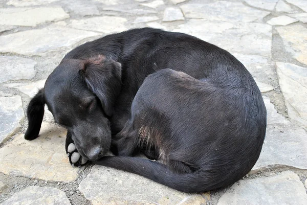 Pequeño perro se está deslizando — Foto de Stock