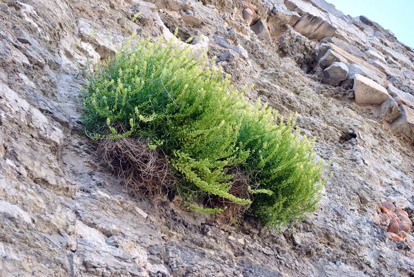 壁に生える草の茂み — ストック写真