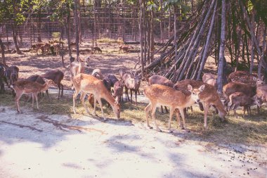 Hayvanat bahçesinde geyik sürüsü. Açık havada. 