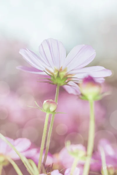 햇빛 아래 핑크 아름다움 코스모스 꽃의 높은 키 이미지. — 스톡 사진