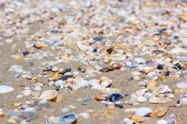 Renkli kabukları (doğa arka plan). Çok sayıda farklı deniz kabuklarını