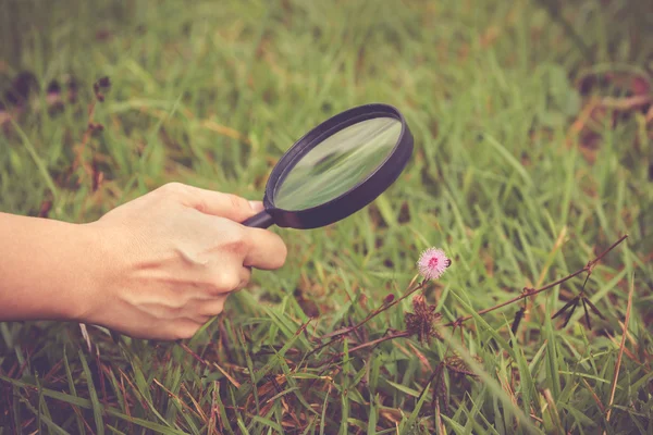 Close up human's hand exploring nature at flower with magnifying — Stock Photo, Image