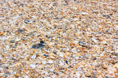 Doğa arka plan üzerinde renkli kabuklar. Çok sayıda farklı deniz kabuklarını.