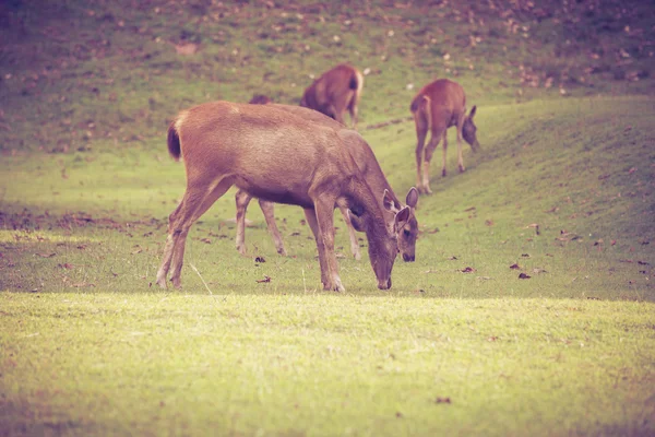 Cerfs dans la forêt d'été. Animaux en milieu naturel. Style de vignette . — Photo