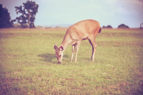 Veado na floresta de verão. Animais em ambiente natural . — Fotografia de Stock