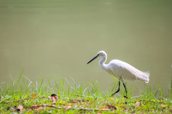 Animals in Wildlife - White Egrets. À l'extérieur . — Photo