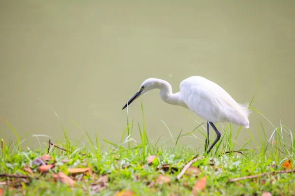 Animals in Wildlife - White Egrets. À l'extérieur . — Photo