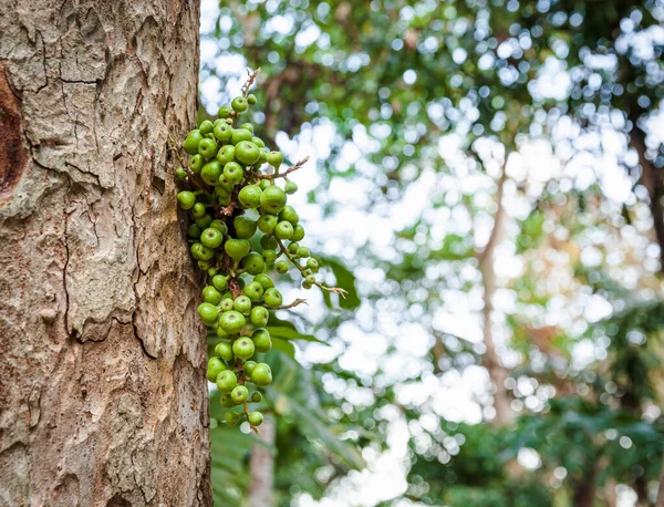Stelletje Groene Rauwe Clustervijg Ficus Racemosa Boom Het Bos Fruit — Stockfoto