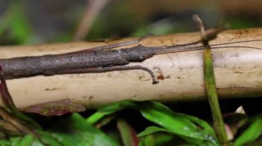 Tayland Ulusal Parkı 'ndaki bir ormanda oturan yakın çekim sopa çekirgesi veya Phasmatodea (Phasmatodea veya Phasmatoptera).