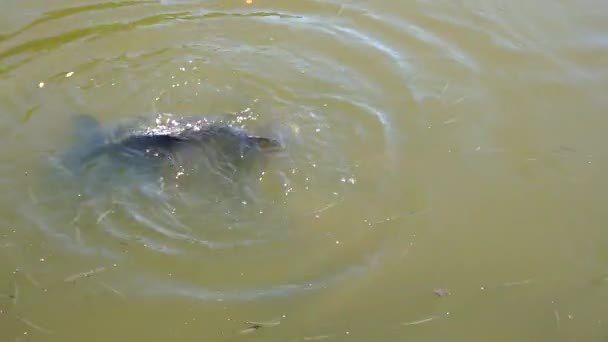 Fisch Tropischen Meer Ostthailand Viele Kleine Fische Bewegen Sich Unter — Stockvideo