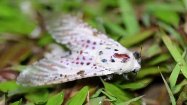 Primer Plano Macro Profundidad Del Campo Una Especie Polillas Que — Vídeos de Stock