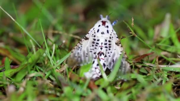 Close Macro Depth Field One Species Moths Found National Parks — Stock Video