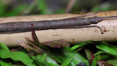 Tayland Ulusal Parkı 'ndaki bir ormanda oturan yakın çekim sopa çekirgesi veya Phasmatodea (Phasmatodea veya Phasmatoptera).