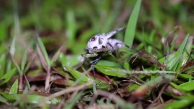 Tayland 'ın ulusal parklarında bulunan güve türünün makro derinliğini kapatın. Yavaş ve sürekli hareket ediyor. Yağmur mevsiminde ıslak ve nemli çimenlere git.