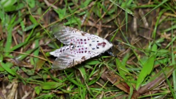 对泰国国家公园中发现的一种蛾进行了野外宏观调查 它在缓慢而持续地运动 在雨季的夜晚去湿淋淋的草地上 — 图库视频影像
