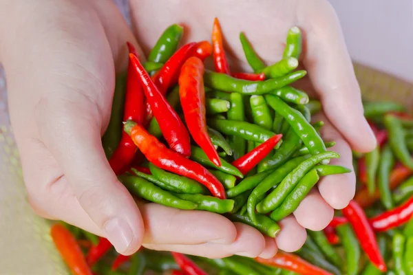 Woman hands holding fresh chili peppers — Stock Photo, Image
