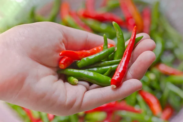 Woman hand holding fresh chili peppers — Stock Photo, Image