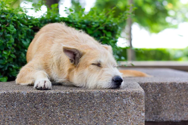 Brown dog sleeping — Stock Photo, Image