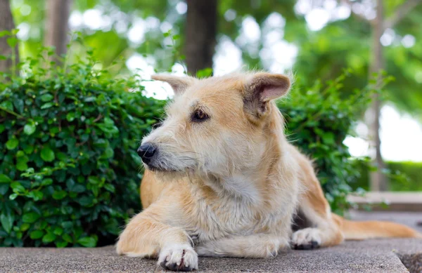 Brown dog looking away — Stock Photo, Image