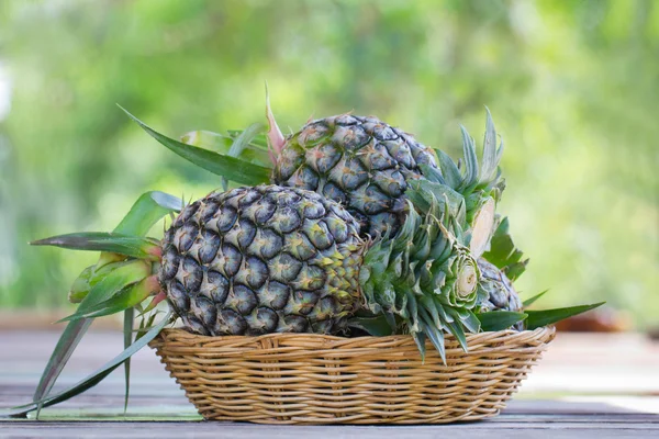 Тропические фрукты ананаса в саду — стоковое фото